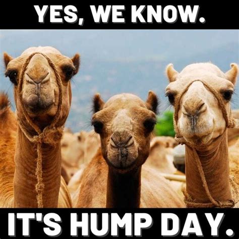 hump day images with camel|hump day camel funny.